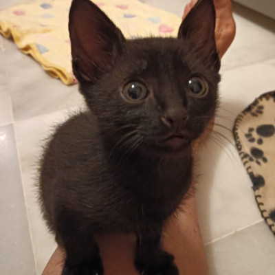 roco