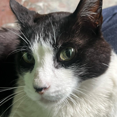 MILO