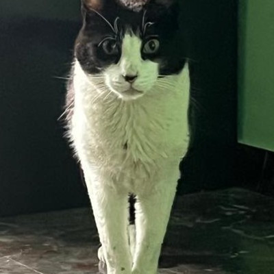 MILO