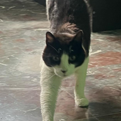 MILO