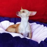 Foto de BAMBI