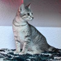 DEBBY