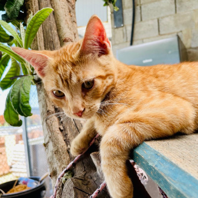 MANGO