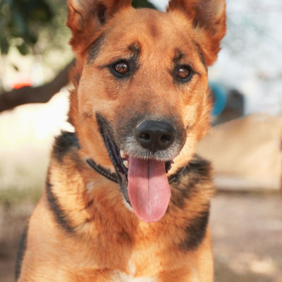 Lupi