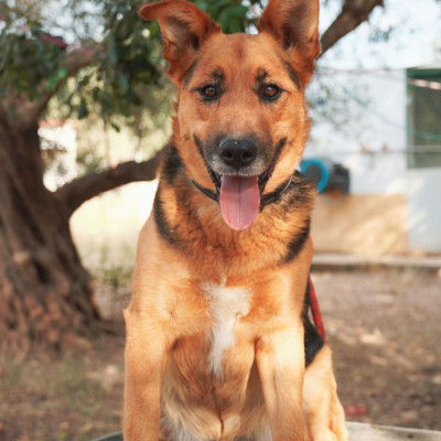 Lupi