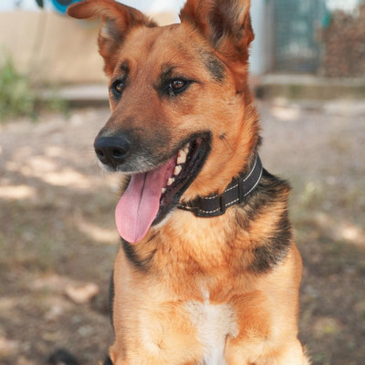 Lupi