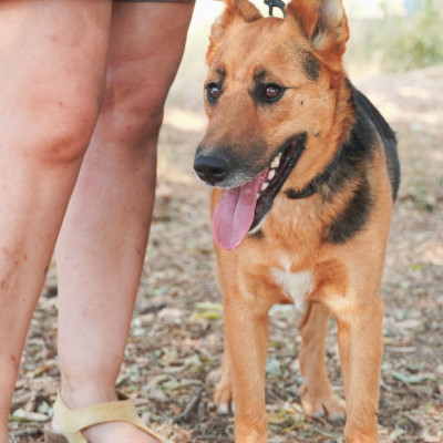 Lupi
