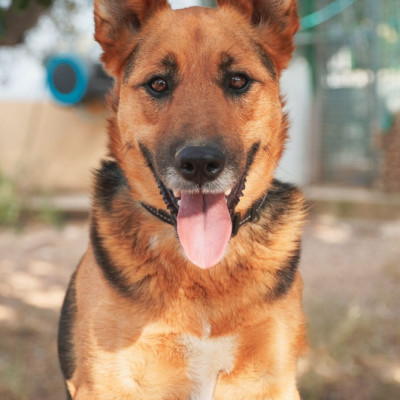 Lupi