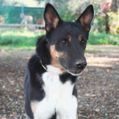 Bruno