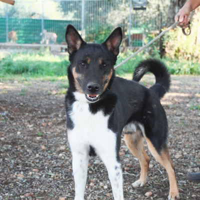 Bruno