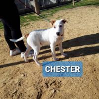 CHESTER