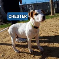 CHESTER