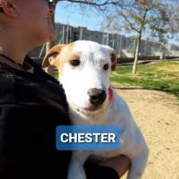 CHESTER