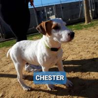 CHESTER