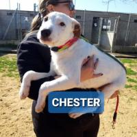 CHESTER
