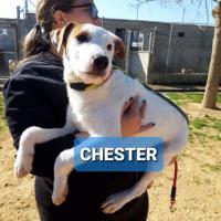 CHESTER