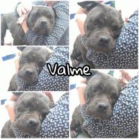 Valme