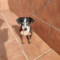 DUENDE