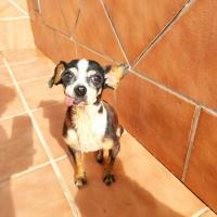 DUENDE