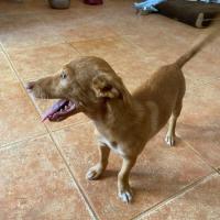 CAMILO