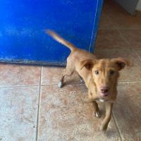 CAMILO