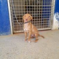CAMILO
