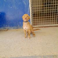 CAMILO
