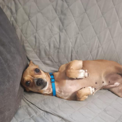 CANELA