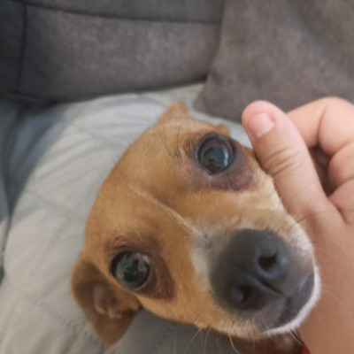 CANELA