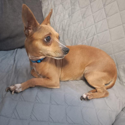 CANELA