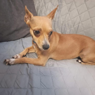 CANELA