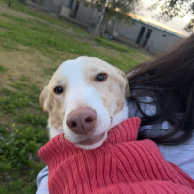 CANELO