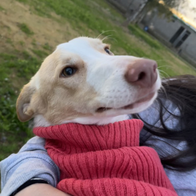 CANELO