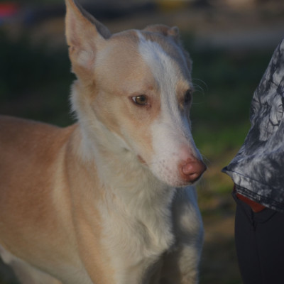 CANELO