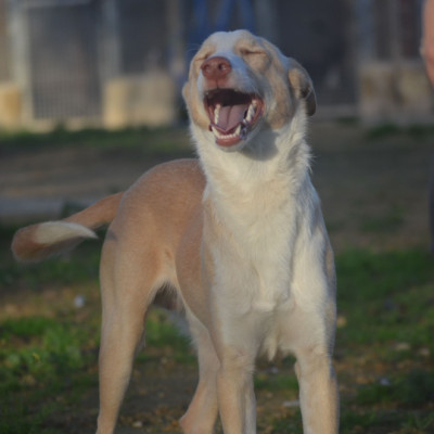 CANELO
