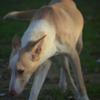 CANELO
