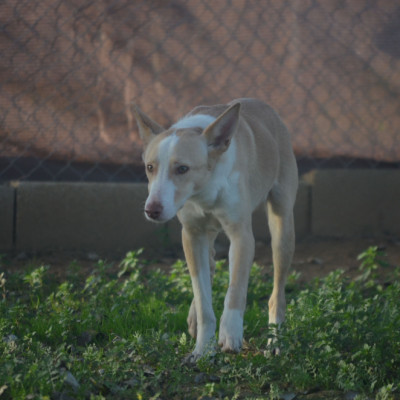 CANELO