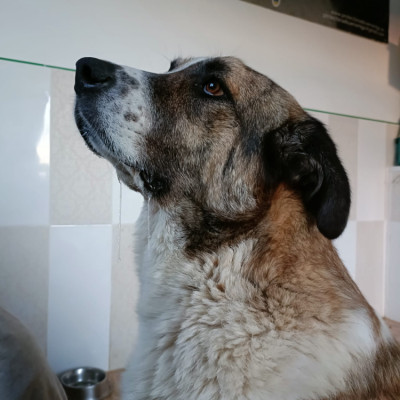 Foto de IRIS
