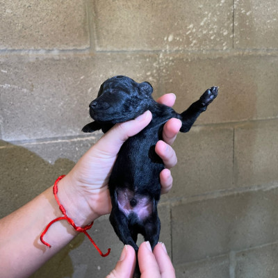 CAMADA OLIVIA 3 cachorros