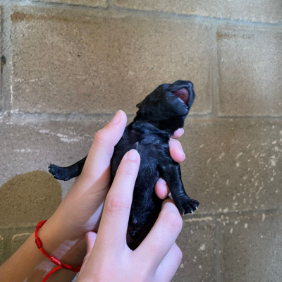 CAMADA OLIVIA 3 cachorros