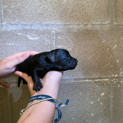 CAMADA OLIVIA 3 cachorros