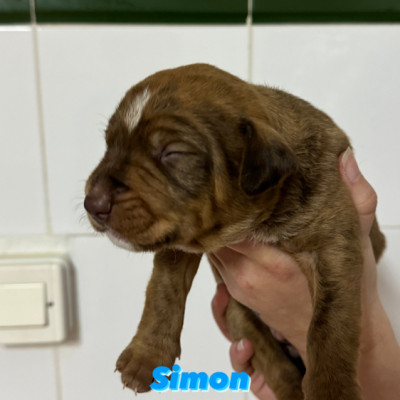 CAMADA WISH 5 CACHORROS