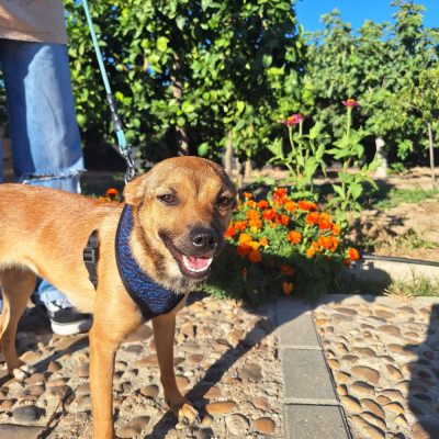 CANELA