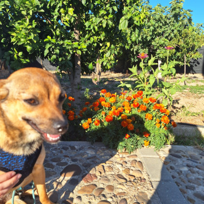 CANELA