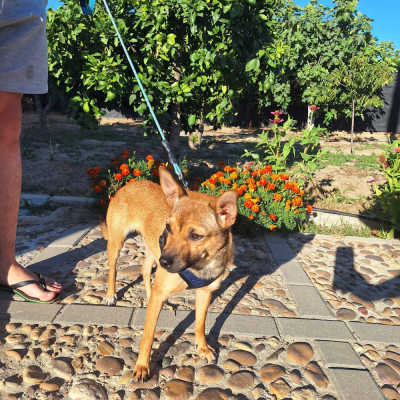 CANELA