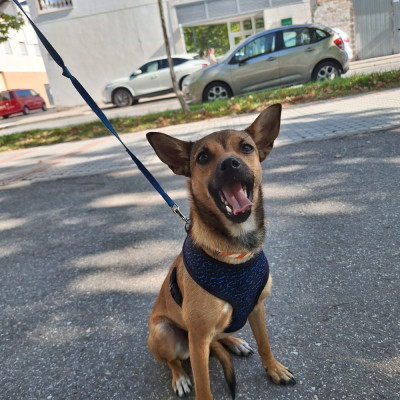 CANELA