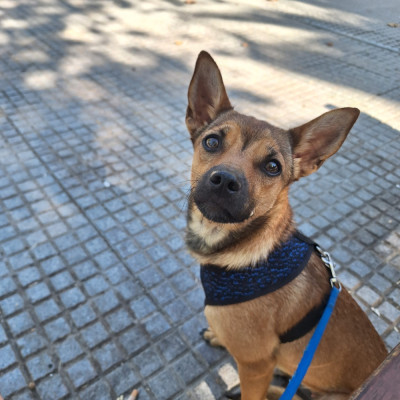 CANELA