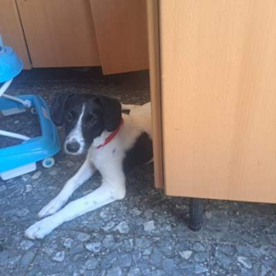 BLANQUI