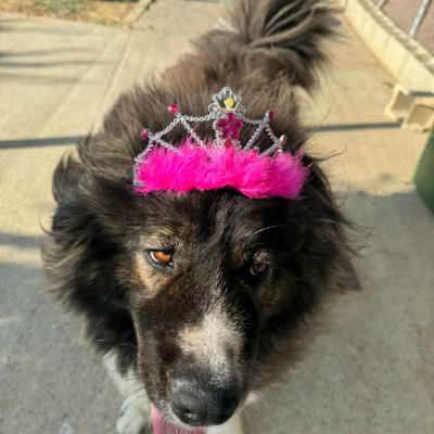 Dalila