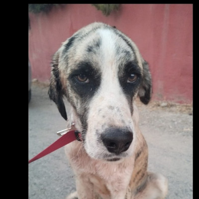 ULISES